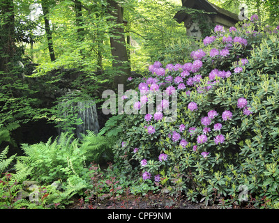 Large rhododendron plant in a park in Kaatsheuvel, the Netherlands Stock Photo