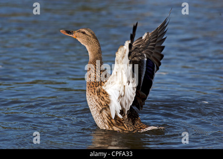 Female mallard flapping wings Stock Photo