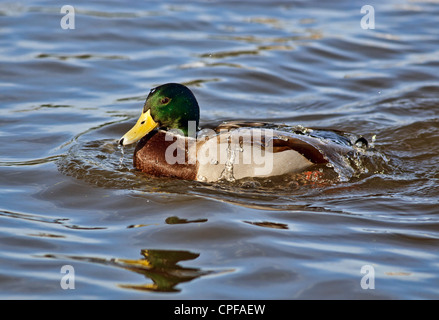 Water off a duck's back Stock Photo