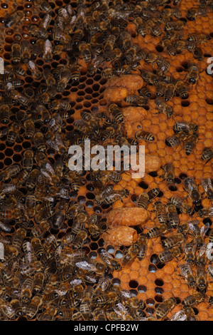 Comb from hive of Western Honey Bee (Apis mellifera) with worker bees and some Queen cells. Shropshire, England. Stock Photo