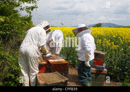 Professional beekeeping. Beekeepers examining hives of Western Honey Bee (Apis mellifera) for Queen cells. Stock Photo