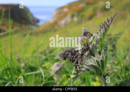 Newly-hatched Small Tortoiseshell butterfly (Aglais urticae) larvae feeding on nettle. The Gower, Wales. Stock Photo