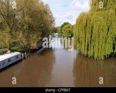 Weeping Willows on the River Cam, Cambridge, UK Stock Photo
