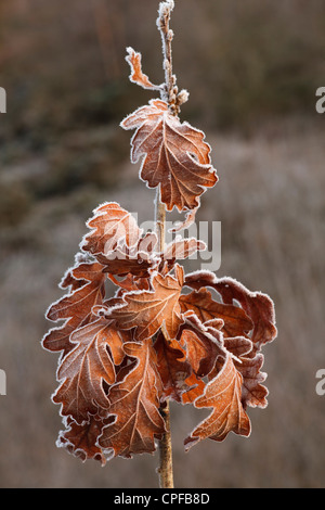 Frost on retained leaves of a young Sessile Oak (Quercus petraea). Powys, Wales. January. Stock Photo