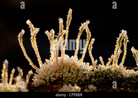 Frost on Wall Screw-moss (Tortula muralis) growing on a concrete wall. Powys, Wales. January. Stock Photo