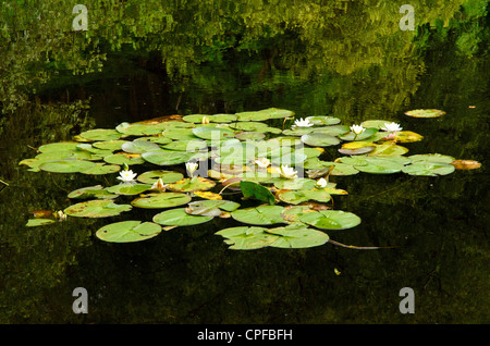 Water Lilies on High Dam tarn near Finsthwaite in the southern Lake District Stock Photo