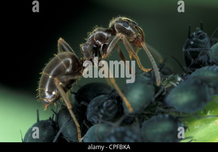 Black Garden ant (Lasius niger) tending aphid farm. Stock Photo