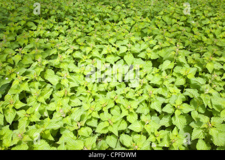 Stinging nettle or common nettle, Urtica dioica plant looking down Stock Photo
