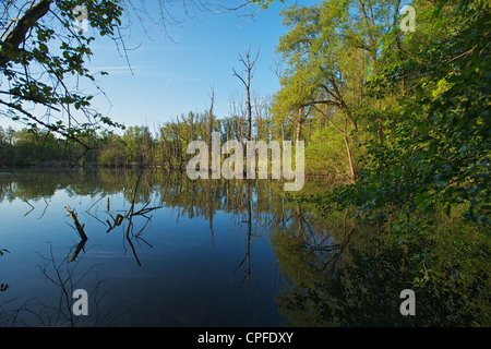 Pond with calm water in the evening and dead trees reflected in the water Stock Photo