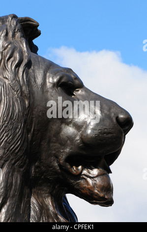 Bronze lion in Trafalgar Square, London, England Stock Photo