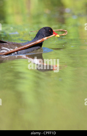 Common Moorhen (Gallinula chloropus) Swimming with nesting material. Stock Photo