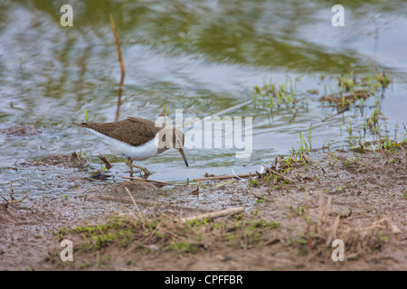 Common Sandpiper (Actitis hypoleucos) Foraging in the shallows along the edge of a body of water Stock Photo