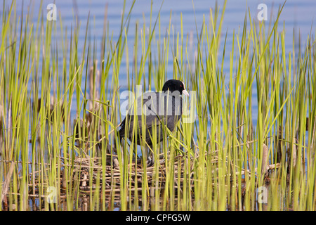 Single Coot (Fulica atra) standing on nest built in Phragmites reeds. Stock Photo