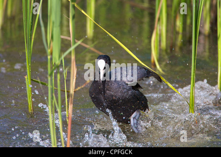 Male Coot (Fulica atra) stamping water in warning to opponents, or intruders before launching an attack. Stock Photo
