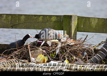 Male Coot (Fulica atra) passing food to female for chicks, or Squabs on litter strewn nest. Stock Photo
