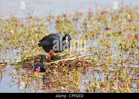 Female Coot (Fulica atra) standing on nest whilst the the male feeds a chick. It is not to often that the male feeds the chick. Stock Photo
