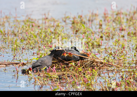 Female Coot (Fulica atra) On nest with five chicks. Maintenance and repairs being carried out by the male, as the chicks look on. Stock Photo