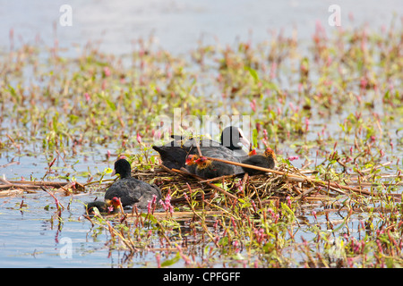 Female Coot (Fulica atra) With five chicks on safely built nest, the male leaving having just delivered food. Stock Photo
