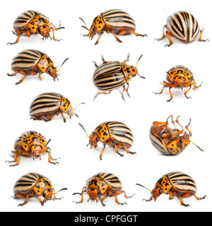 Colorado potato beetles, Leptinotarsa decemlineata, against white background Stock Photo