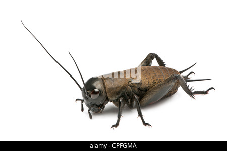 Mediterranean Field Cricket, Gryllus bimaculatus, against white background Stock Photo