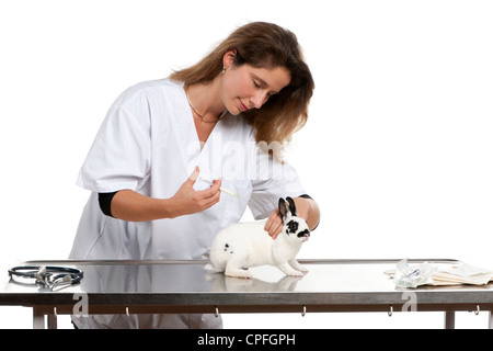 Vet giving injection to Dalmatian rabbit in front of white background Stock Photo