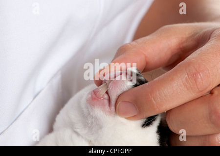 Vet examining a Dalmatian rabbit, close up Stock Photo