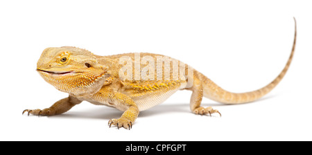 Central Bearded Dragon, Pogona vitticeps, against white background Stock Photo