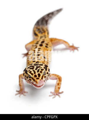 Tangerine Leopard Gecko, Eublepharis macularius, against white background Stock Photo