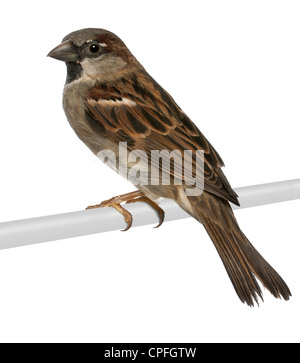 Male House Sparrow, Passer domesticus, 5 months old, perching against white background Stock Photo