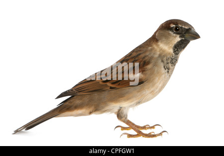 Male House Sparrow, Passer domesticus, 5 months old, against white background Stock Photo