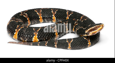 Common Cantil or Mexican moccasin, Agkistrodon bilineatus taylori, against white background Stock Photo