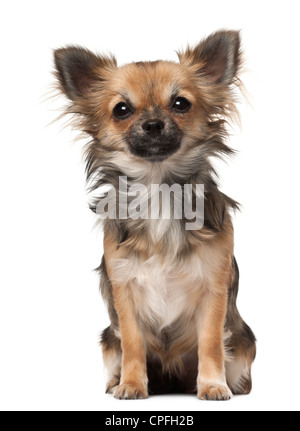 Chihuahua, 7 months old, sitting against white background Stock Photo