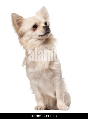 Chihuahua, 18 months old, sitting against white background Stock Photo