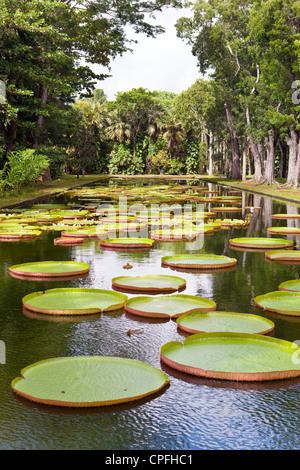 The lake in park with Victoria amazonica, Victoria regia. Stock Photo