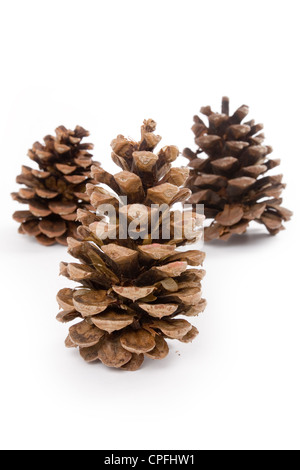 Pine Cone with white background Stock Photo