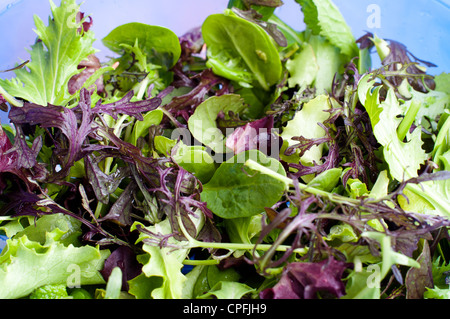 Freshly washed mixed salad greens for healthy eating. Stock Photo