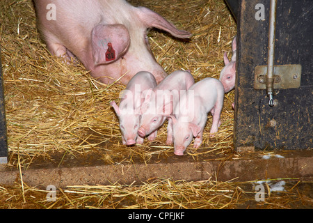 Large white sow and day old piglets in a modern farrowing pen. Stock Photo