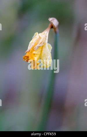 Dead daffodil flower (Narcissus pseudonarcissus), England, UK Stock Photo