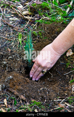 Planting a fir tree seedling in a temperate rain forest Stock Photo