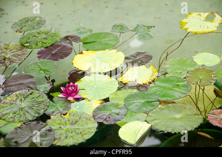 Lotus flower on floating lily pads in a pond Stock Photo