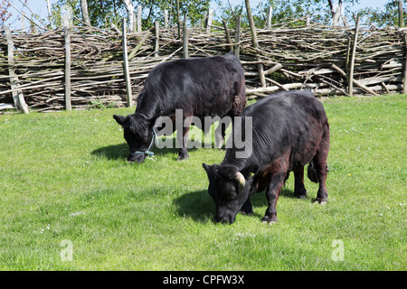 Black Dexter cattle at Bede's World farm, Jarrow, North East England, UK Stock Photo