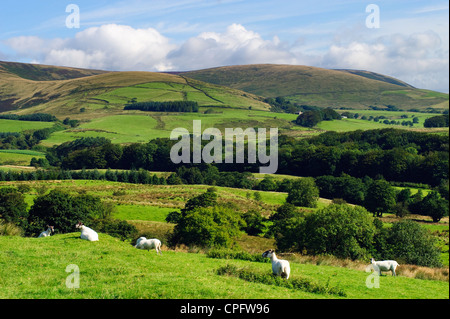 Sheep, near Chipping in the Forest of Bowland, Lancashire, England. In the background is the ridge of Saddle Fell. Stock Photo