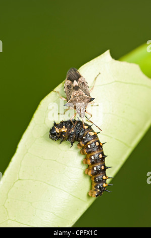 Predatory shield bug feeding on swallowtail caterpillar on lemon tree Stock Photo