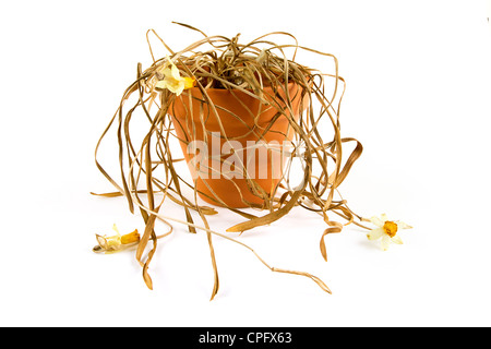 Dead plant in a pot on white Stock Photo