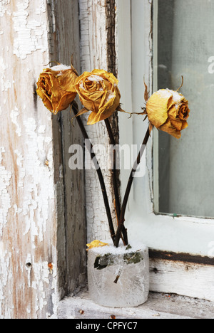 three yellow dry roses on window in winter Stock Photo