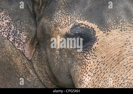 Closeup of captive Asiatic elephant, Elephas maximus maximus, Sri Lanka, Asia Stock Photo