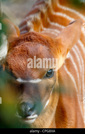 Western Lowland bongo calf portrait (Tragelaphus eurycerus eurycerus) Stock Photo