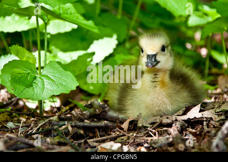 Baby Canada Goose (Branta canadensis) Stock Photo