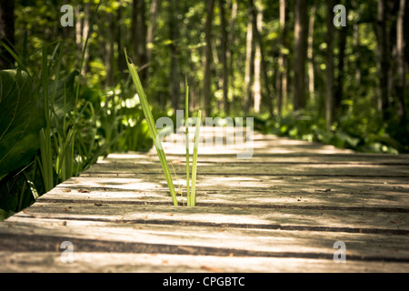 Bridge Stock Photo