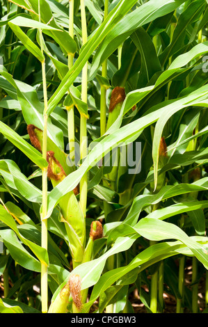 Close up view of young corncobs still on the stalks not yet ready for harvest Stock Photo